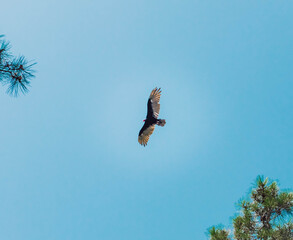 hawk in flight