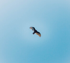 bird in flight