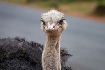 Close up ostrich head portrait (Struthio camelus).