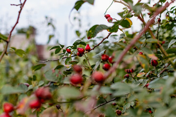 Ripe red rosehip berries among the branches with green leaves and thorns. Nature in autumn during the harvest season for drying and storage