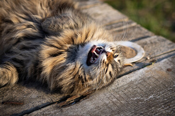 Cute fluffy cat lies on a wooden bench with his mouth open and shows his fangs