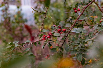 Ripe red rosehip berries among the branches with green leaves and thorns. Nature in autumn during the harvest season for drying and storage
