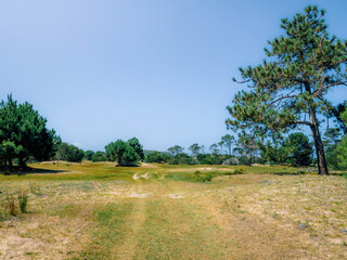 Fototapeta premium landscape with trees