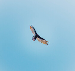 vulture in flight