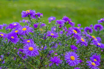 Violet asters blooming in the garden. Decorative garden plant with purple flowers. Beautiful perennial plant for rock garden. Copy space for your text