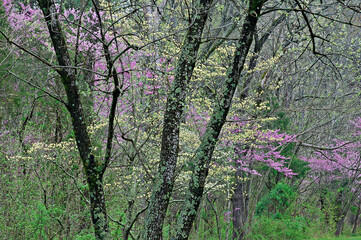 Landscape of spring dogwoods and redbuds in bloom, Bernheim Forest, Kentucky, USA