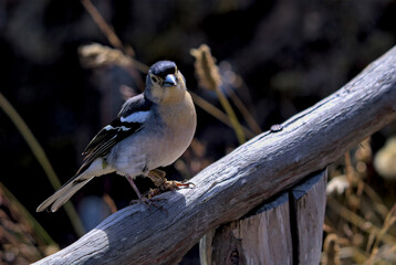 Madeira Chaffinch (Fringilla coelebs madeirensis)