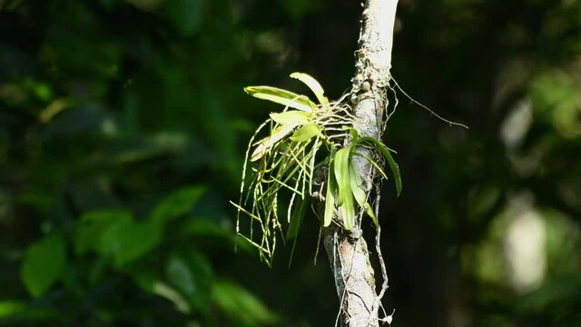 Orchid, Orchidaceae; thriving on a large vine found hanging over a stream in the jungle of Khao Yai National Park, Thailand. Wind blows gently, moving the vine.