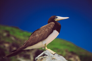 Südamerika, Vogel in Brasilien, Fernando de Noronha