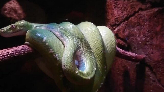 Green tree python snake (Morelia viridis) coiled around branch. Species of snake in the family Pythonidae. The species is native to New Guinea,  Indonesia, and the Cape York Peninsula in Australia.