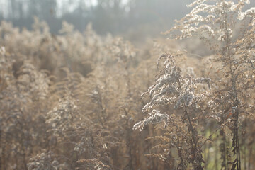 Tall dried grass in an autumn park. Backlit.