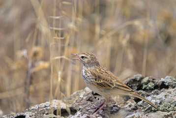 Berthelots Pipit (Anthus berthlotii madeirensis), Madeira