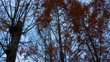 trees in the sky