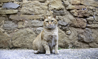 Orange tabby street cat