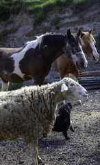 Sheep with horses