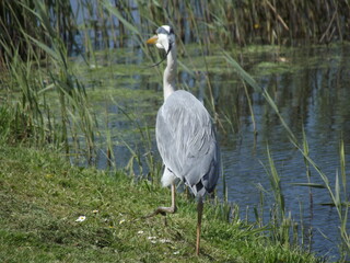 Ardea cinerea, Fischreiher, Graureiher, blue heron