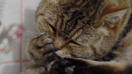Furry british cat licks herself before bed close up