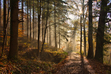Nebelwald im November in der Ortenau