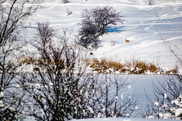 Three medium-sized dogs run far away in a field on a snow cover among winter trees and vegetation without brown leaves. A lot of bright white snow and frosty weather