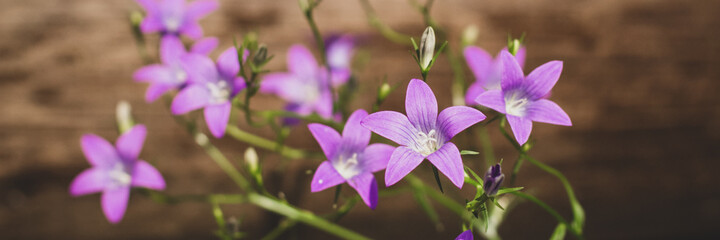 Violet blue flowers bell Campanula persicifolia, peach-leaved bellflower, on a bright green nature background. Web banner.