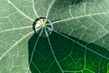 green nasturtium leaf and dew drop, close - up.