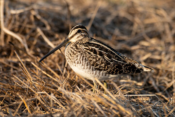 Bécassine des marais,.Gallinago gallinago, Common Snipe