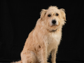 STUDIO PHOTO OF SHEPHERD DOG SITTING WITH BLACK BACKGROUND