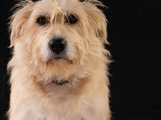 STUDIO PHOTO OF SHEPHERD DOG SITTING WITH BLACK BACKGROUND