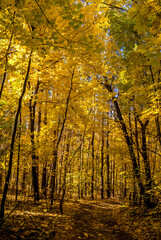 Obraz premium Golden fall. Norway Maple (Acer platanoides) in deciduous forest, Central Russia