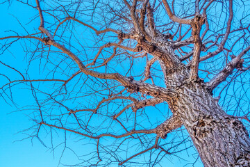 dry tree
