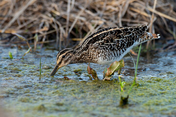 Bécassine des marais,.Gallinago gallinago, Common Snipe