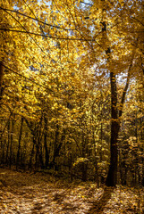 Golden fall. Norway Maple (Acer platanoides) in deciduous forest, Central Russia