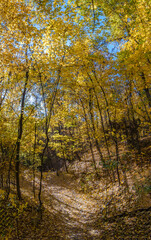 Golden fall. Norway Maple (Acer platanoides) in deciduous forest, Central Russia
