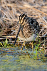 Bécassine des marais,.Gallinago gallinago, Common Snipe