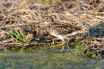 B&eacute;cassine des marais,.Gallinago gallinago, Common Snipe