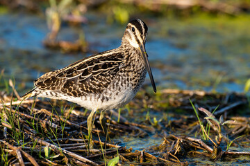 Bécassine des marais,.Gallinago gallinago, Common Snipe