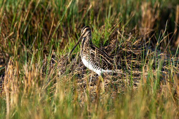 Bécassine des marais,.Gallinago gallinago, Common Snipe