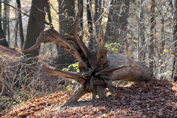 entwurzelter baum wegen sturmschaden 