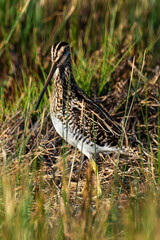 Bécassine des marais,.Gallinago gallinago, Common Snipe
