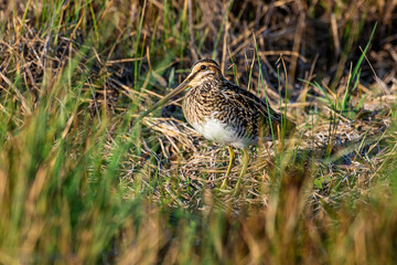 Bécassine des marais,.Gallinago gallinago, Common Snipe