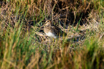 Bécassine des marais,.Gallinago gallinago, Common Snipe