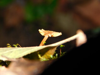fungi