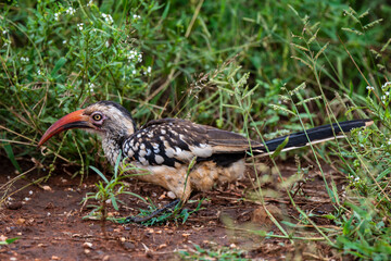 Calao à bec rouge,.Tockus erythrorhynchus, Northern Red billed Hornbill