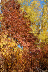 Golden fall. Rowan (Sorbus aucuparia) in deciduous forest, Central Russia