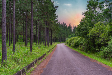 Obraz premium winding road in lush green forest trees and vegetation on both sides in Mpumalanga South Africa