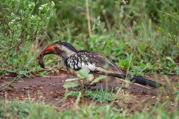 Calao à bec rouge,.Tockus erythrorhynchus, Northern Red billed Hornbill
