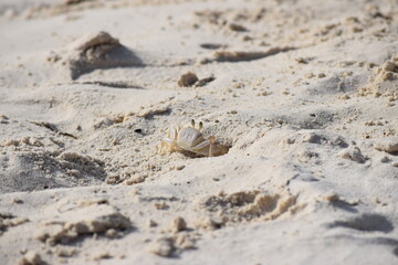 Mr Crab on the Beach