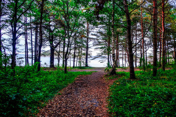 Sanderjord forests in southern Norway