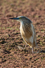 Crabier chevelu, Héron crabier, Ardeola ralloides, Squacco Heron