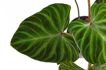 Close up of leaf of tTropical 'Philodendron Verrucosum' houseplant with velvety leaves isolated on...